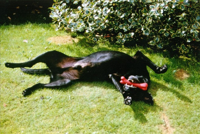 12622209_10207012144360383_845665768821389053_o